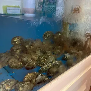 송하원 누룽지 한방 백숙 리뷰 사진