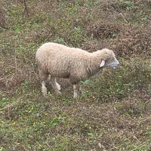 가평양떼목장 카페 리뷰 사진