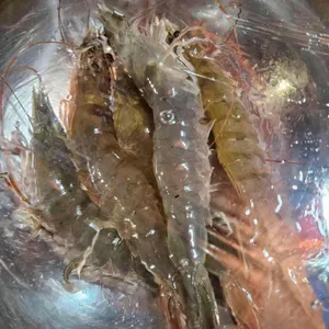 광어&연어 사진