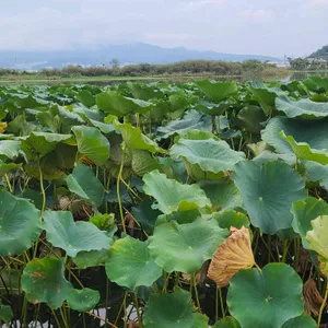흐른 리뷰 사진