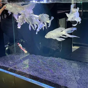 팀아쿠아 대표 사진