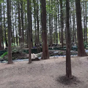 메타포레스트 리뷰 사진