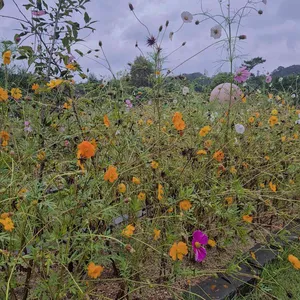 그리네 사바나 리뷰 사진