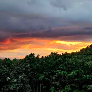 벽오동 리뷰 사진