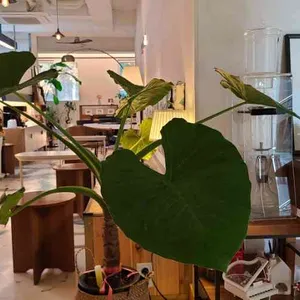 시진커피 리뷰 사진