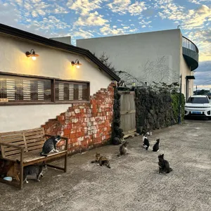 하도핑크 리뷰 사진