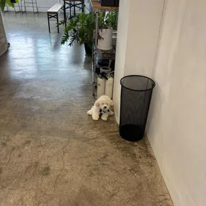 할리우드 리뷰 사진