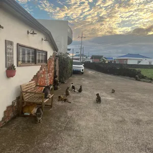 하도핑크 리뷰 사진