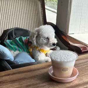 늘포레 리뷰 사진