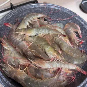 벌떡새우 사진 1