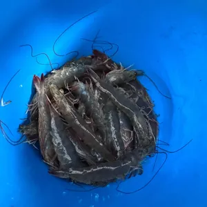 벌떡새우 리뷰 사진