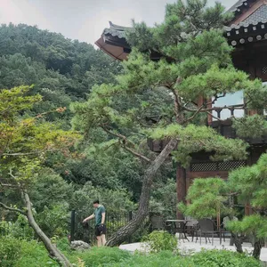 참나무쟁이 사진 1