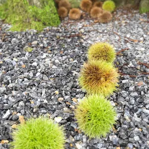 참나무쟁이 리뷰 사진