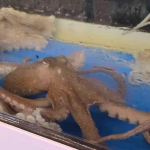 김명자낙지마당 리뷰 사진