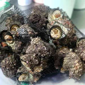 벌떼집 리뷰 사진