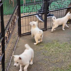 풍사니랑 리뷰 사진