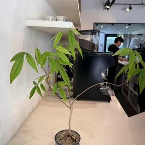 브라이트사이즈 리뷰 사진