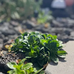 보말이야기 사진