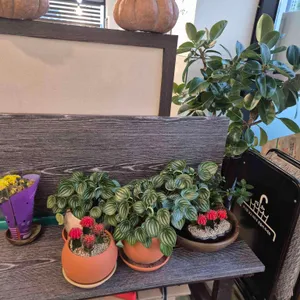 일품육쌈 리뷰 사진