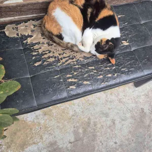 이당 비스트로 리뷰 사진