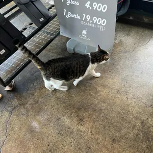 클래식샵 리뷰 사진