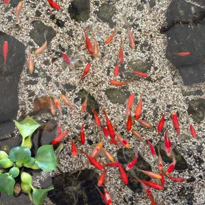 개울 리뷰 사진