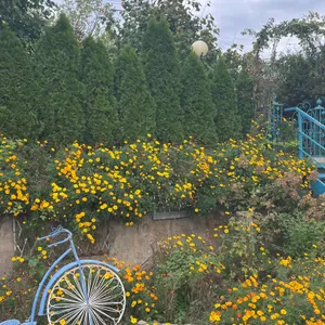 데이지136 리뷰 사진