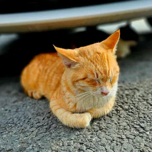 공주쌍신집칼국수 리뷰 사진