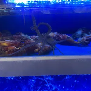 삼부자활어포차 리뷰 사진