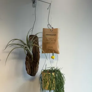 톤즈 리뷰 사진