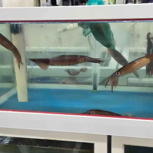 울릉오징어회타운 리뷰 사진