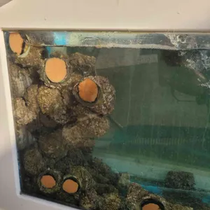 한반도회대게직판장 리뷰 사진