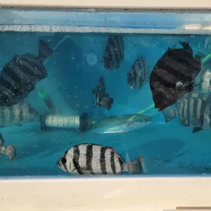 한반도회대게직판장 리뷰 사진