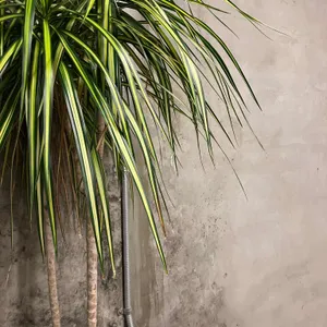 콘하스 리뷰 사진