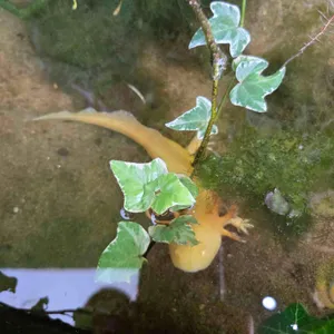 작은연못 리뷰 사진