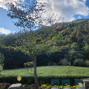 장군차 산들 농원 리뷰 사진