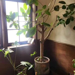 이미양과자 리뷰 사진