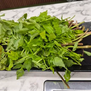 제주흑도야지 사진