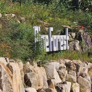 파인 포레스트 사진 1