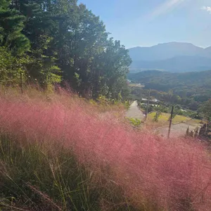 파인 포레스트 리뷰 사진