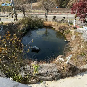 홍시 리뷰 사진