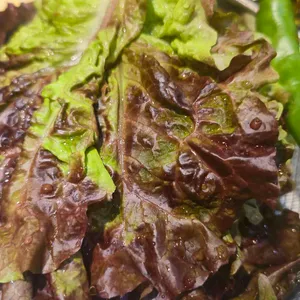 명륜진사갈비 사진