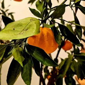 월영교달빵 리뷰 사진