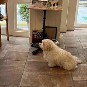 포앙포앙 대표 사진