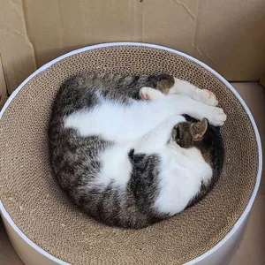 시너리 리뷰 사진