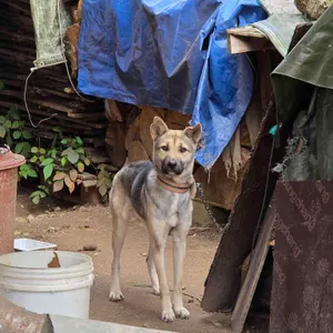 금강산토속음식 리뷰 사진