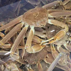 먹자대게 리뷰 사진