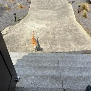 애월 브런치오 리뷰 사진