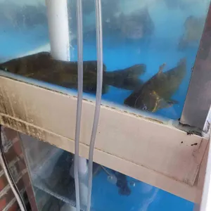 괴강어죽 리뷰 사진