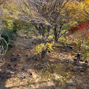 교토리 리뷰 사진